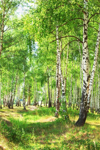 Літо в сонячному березовому лісі — стокове фото