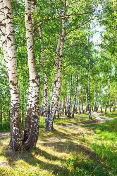 Verão na ensolarada floresta de bétula — Fotografia de Stock