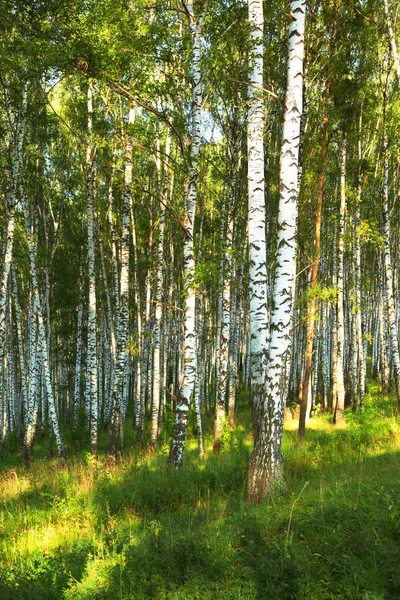 日当たりの良い白樺の森の夏 — ストック写真