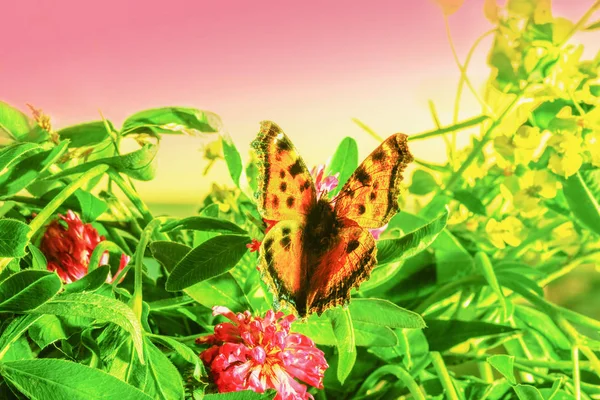 Butterfly sitting  in the grass — Stock Photo, Image