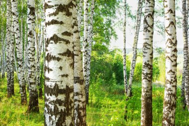Yaz aylarında güneşli huş ağacı orman