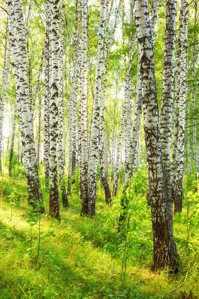 Estate nella soleggiata foresta di betulle — Foto Stock