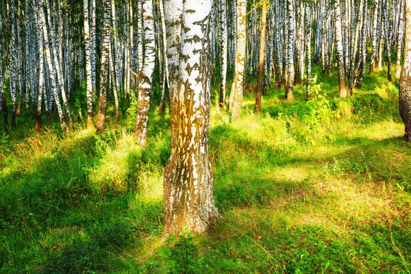 Verão na ensolarada floresta de bétula — Fotografia de Stock