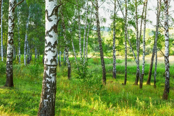 Estate nella soleggiata foresta di betulle — Foto Stock