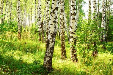 summer in sunny birch forest clipart