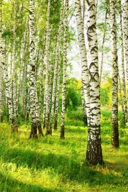 Yaz aylarında güneşli huş ağacı orman