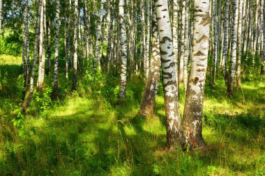 Yaz aylarında güneşli huş ağacı orman