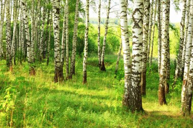 Yaz aylarında güneşli huş ağacı orman