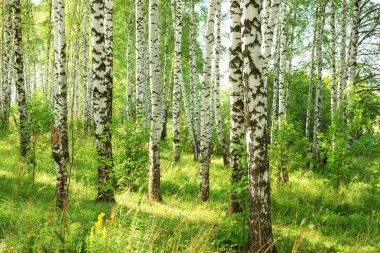 Yaz aylarında güneşli huş ağacı orman