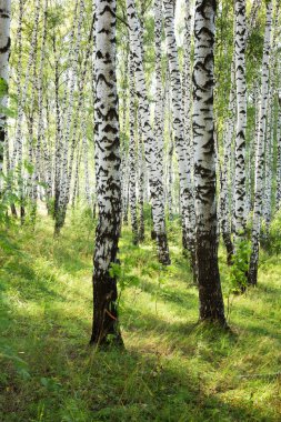 Yaz aylarında güneşli huş ağacı orman
