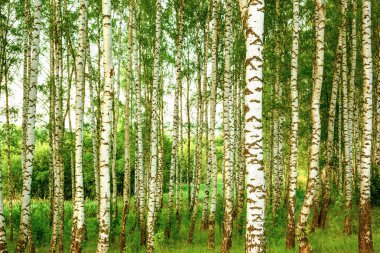 Yaz aylarında güneşli huş ağacı orman