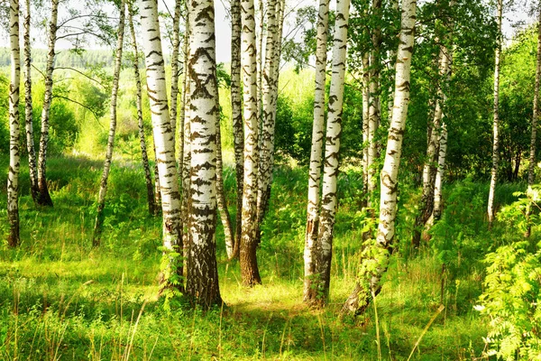 Lato w lesie brzoza słoneczny — Zdjęcie stockowe