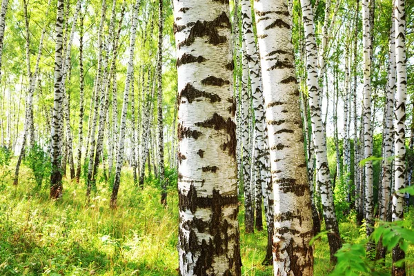 Verão na ensolarada floresta de bétula — Fotografia de Stock