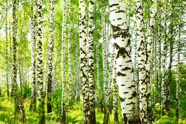 Summer in sunny birch forest — Stock Photo, Image