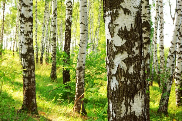 Zomer in zonnige berk bos — Stockfoto