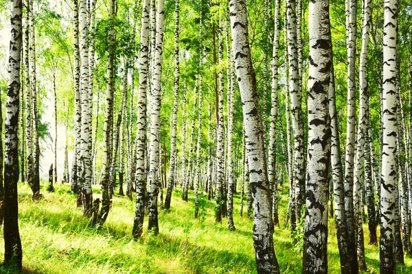 Summer in sunny birch forest — Stock Photo, Image