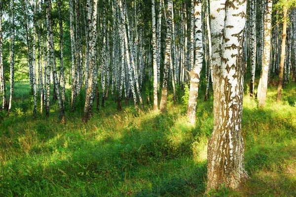 Verão na ensolarada floresta de bétula — Fotografia de Stock