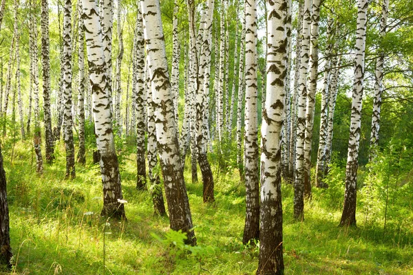 Summer in sunny birch forest — Stock Photo, Image