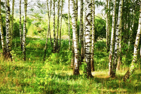 Zomer in zonnige berk bos — Stockfoto