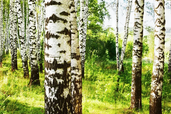 日当たりの良い白樺の森の夏 — ストック写真