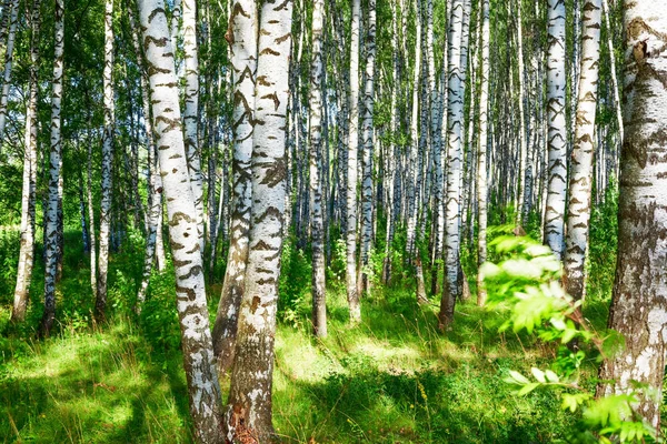 Sommar i soliga björkskogen Stockbild