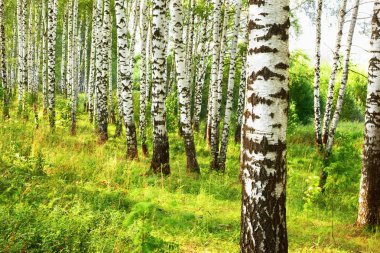 Yaz aylarında güneşli huş ağacı orman