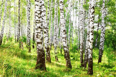 Yaz aylarında güneşli huş ağacı orman