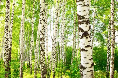 Yaz aylarında güneşli huş ağacı orman