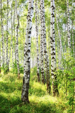 Yaz aylarında güneşli huş ağacı orman
