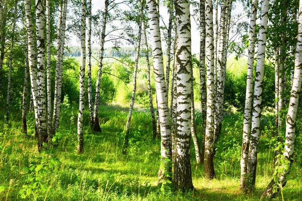 Verão na ensolarada floresta de bétula — Fotografia de Stock