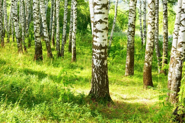 Літо в сонячному березовому лісі — стокове фото