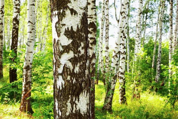 Estate nella soleggiata foresta di betulle — Foto Stock