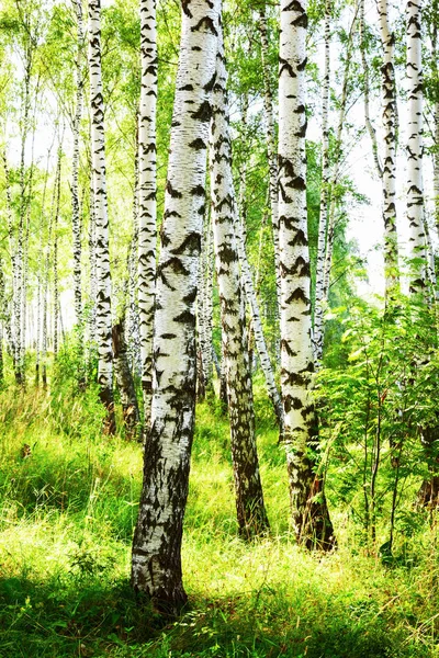 日当たりの良い白樺の森の夏 — ストック写真