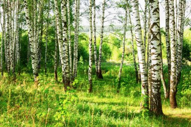 Yaz aylarında güneşli huş ağacı orman
