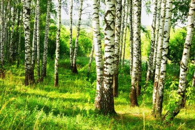 Yaz aylarında güneşli huş ağacı orman