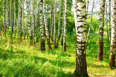 Yaz aylarında güneşli huş ağacı orman