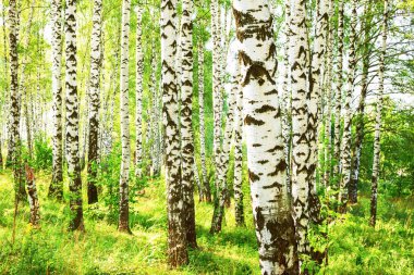 Yaz aylarında güneşli huş ağacı orman