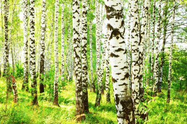 Yaz aylarında güneşli huş ağacı orman