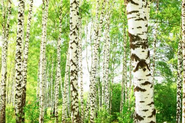 Yaz aylarında güneşli huş ağacı orman