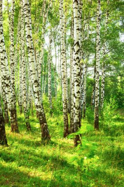Yaz aylarında güneşli huş ağacı orman