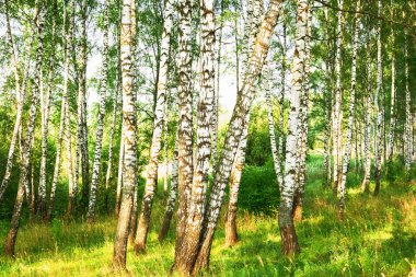 Yaz aylarında güneşli huş ağacı orman