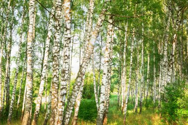 Yaz aylarında güneşli huş ağacı orman