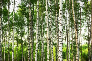 summer in sunny birch forest