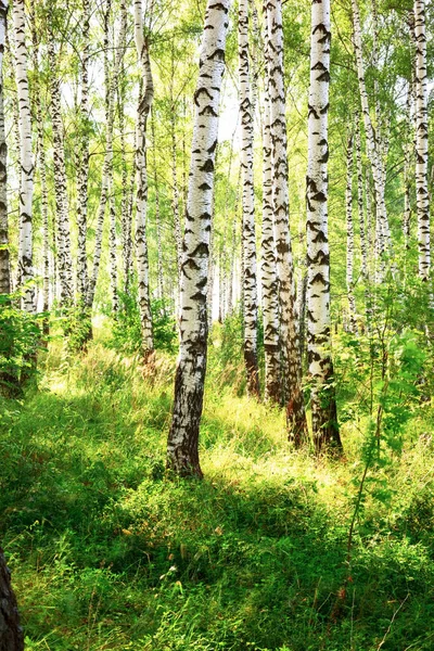 Yaz aylarında güneşli huş ağacı orman