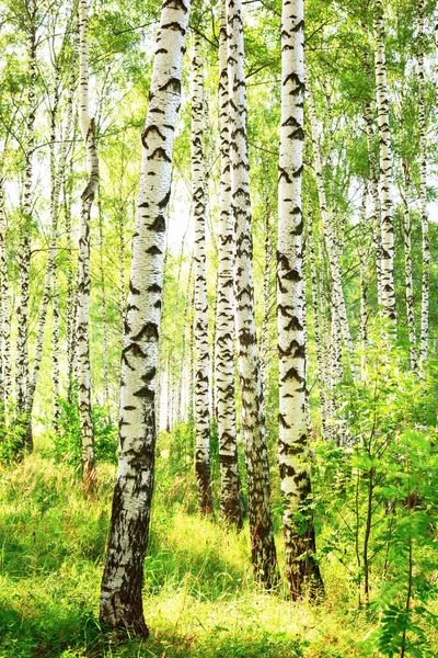 Estate nella soleggiata foresta di betulle — Foto Stock