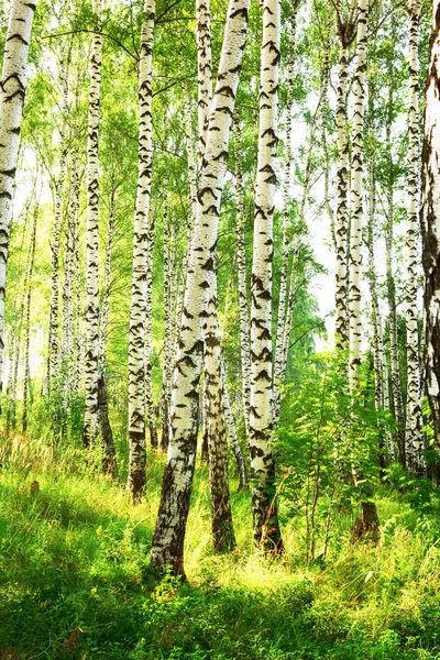 Sommer im sonnigen Birkenwald — Stockfoto