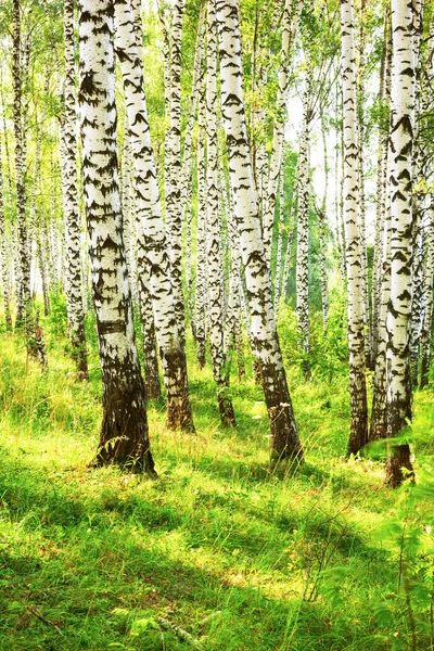 Estate nella soleggiata foresta di betulle — Foto Stock