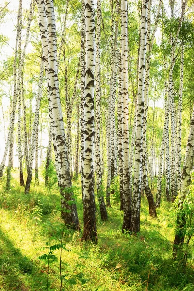 Yaz aylarında güneşli huş ağacı orman