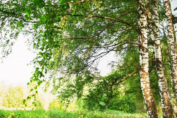 Verão na ensolarada floresta de bétula — Fotografia de Stock