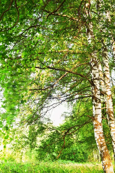 Verão na ensolarada floresta de bétula — Fotografia de Stock